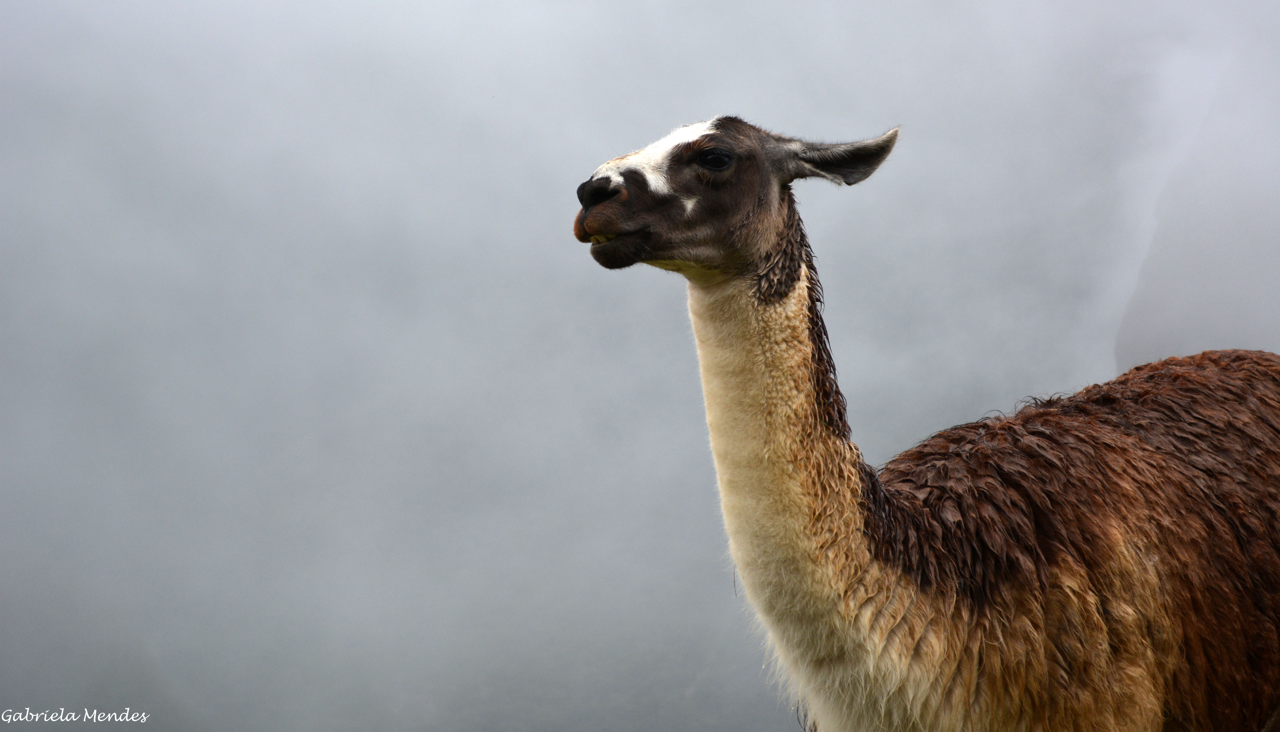 Machu Picchu5