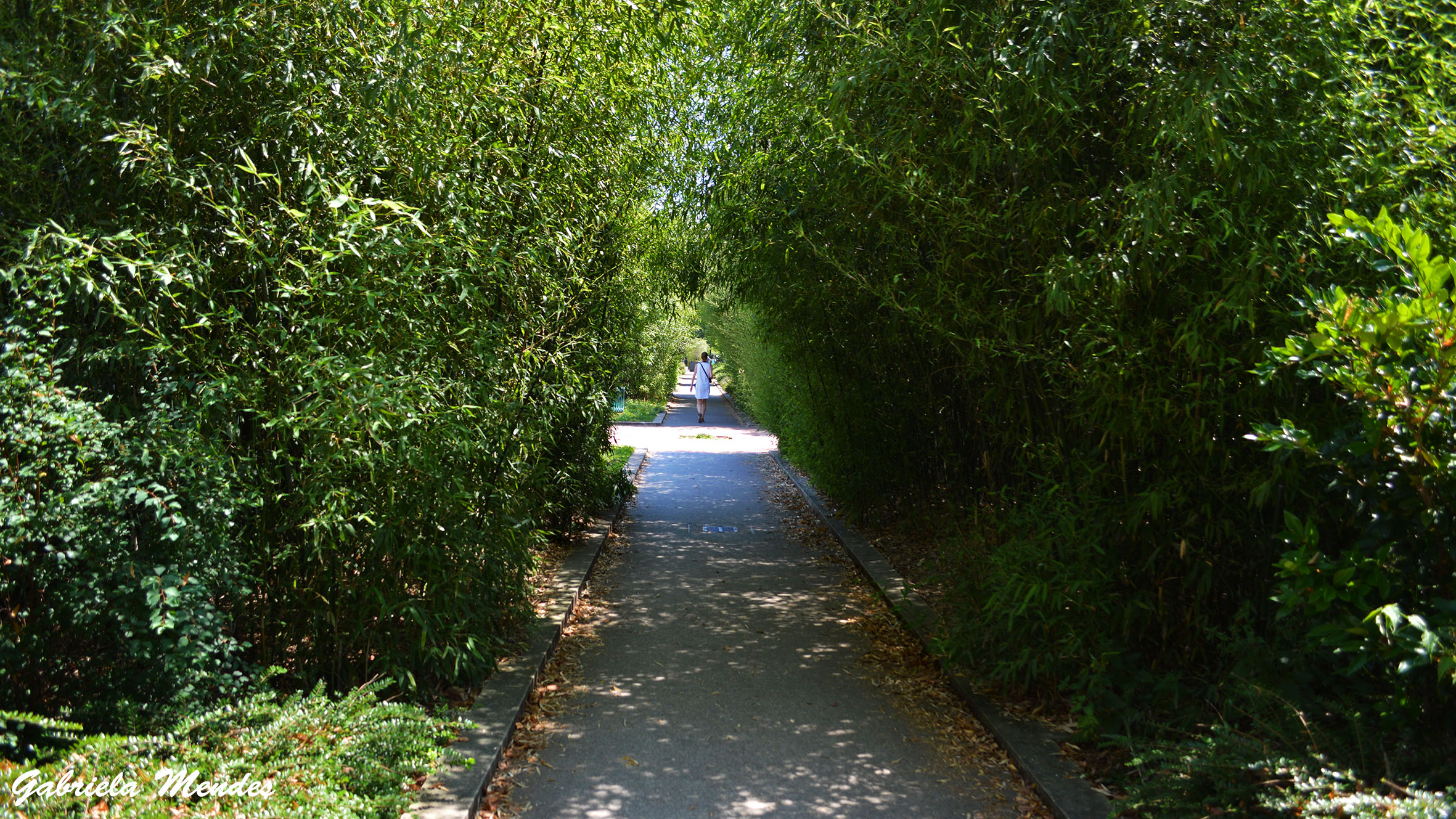 O caminho de bambus da Promenade Plantée