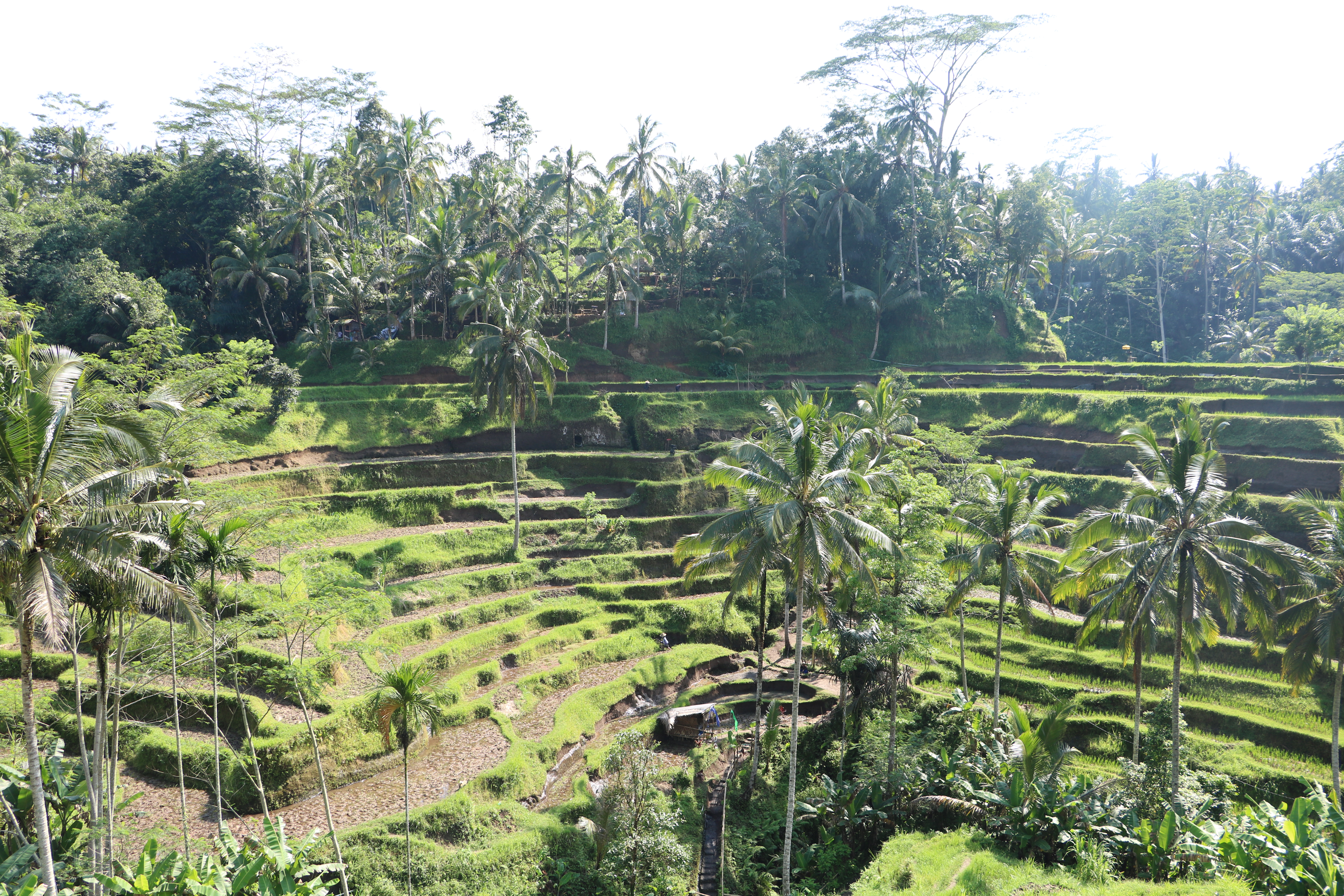 ubud rice terrace