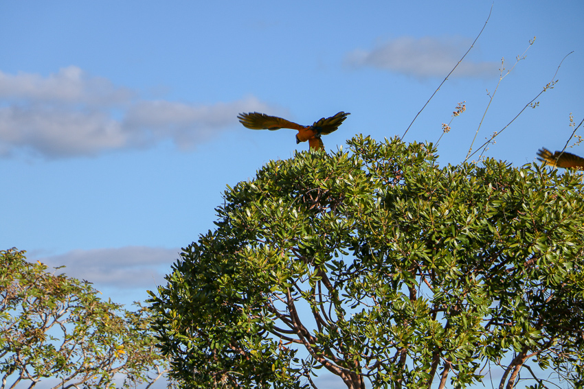 Araras voando livre, Parque Nacional da Chapada dos Veadeiros